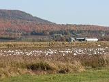 Snow Geese 001